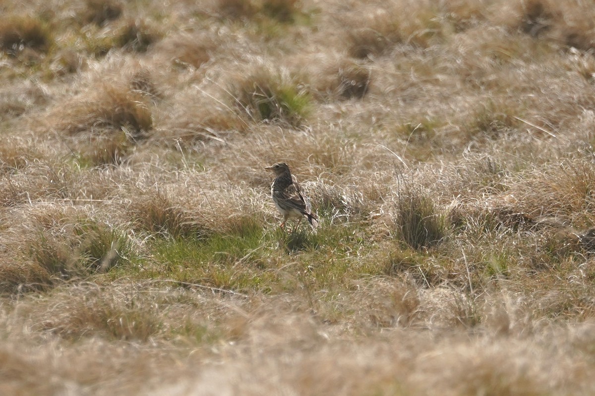 Eurasian Skylark - ML636109876