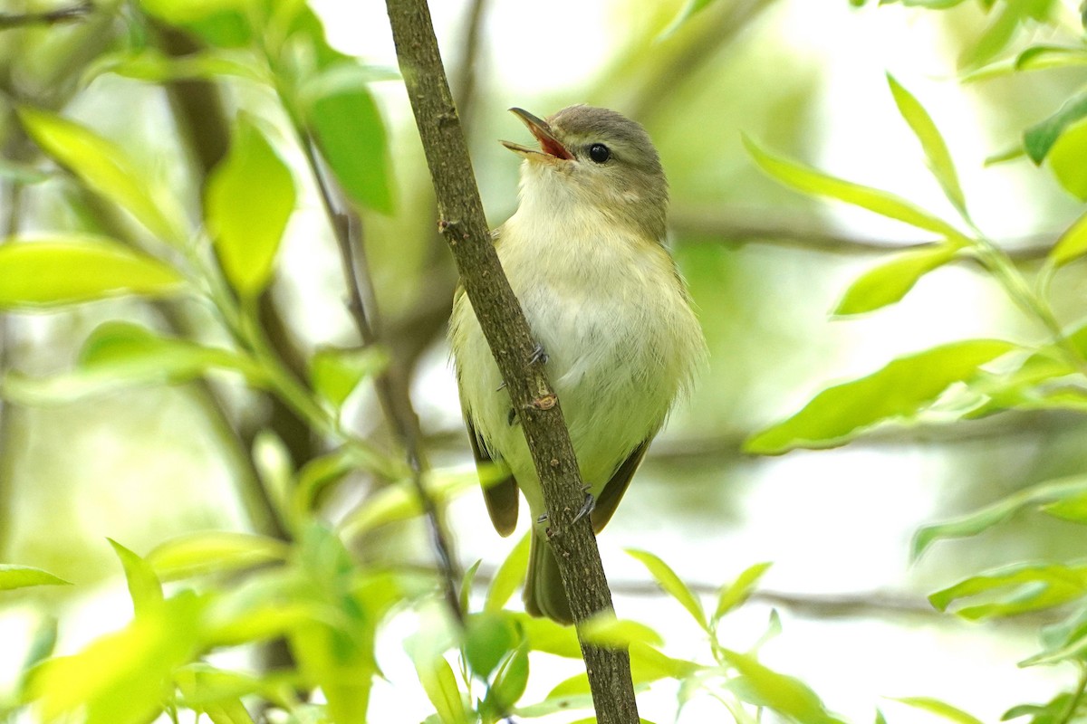 Warbling Vireo - ML636109951