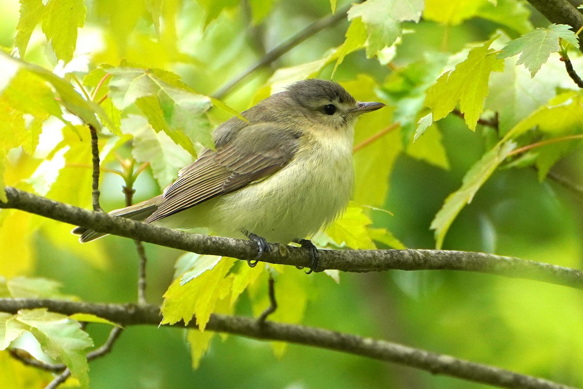 Warbling Vireo - ML636109958