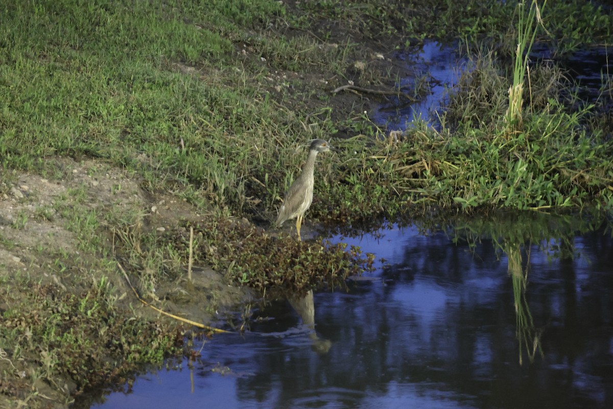 Yellow-crowned Night Heron - ML636109963
