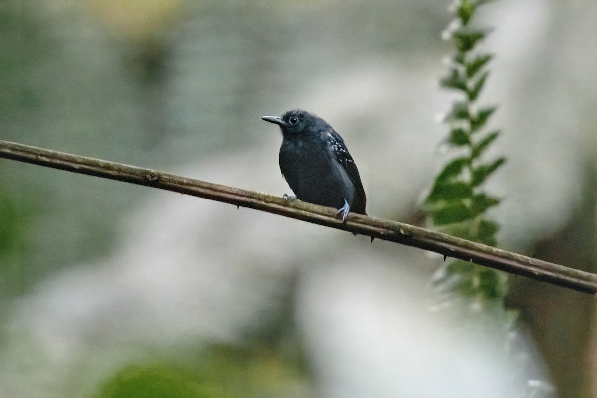 Slaty Antwren - ML636110011