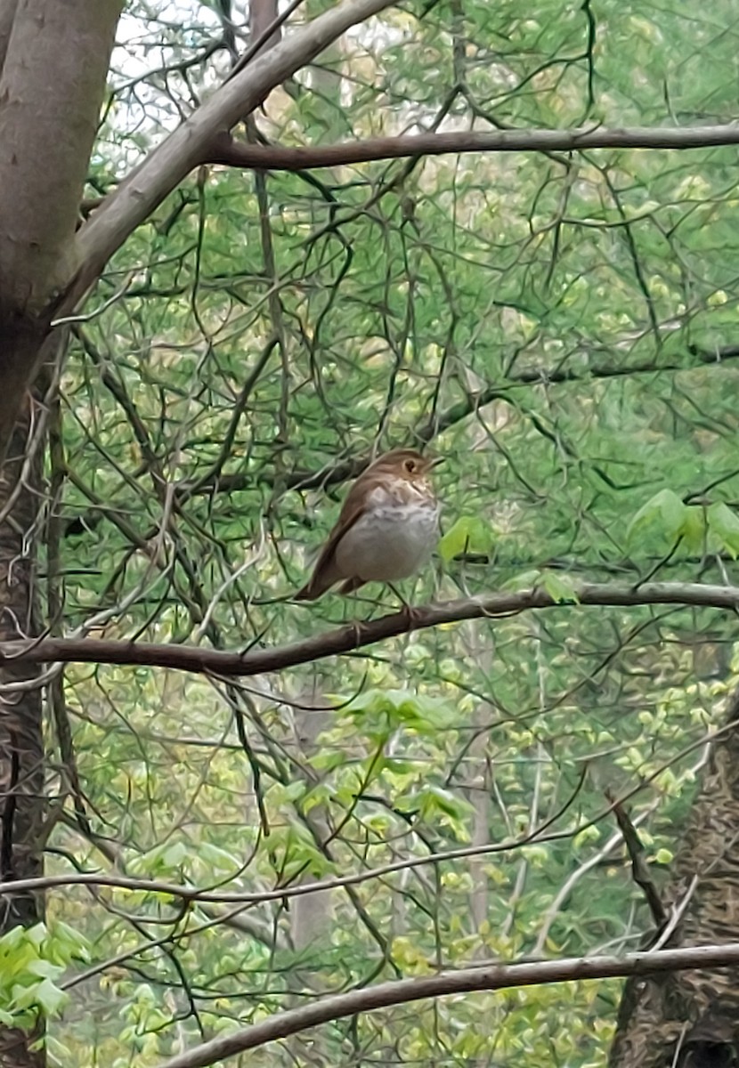 Swainson's Thrush - ML636110040