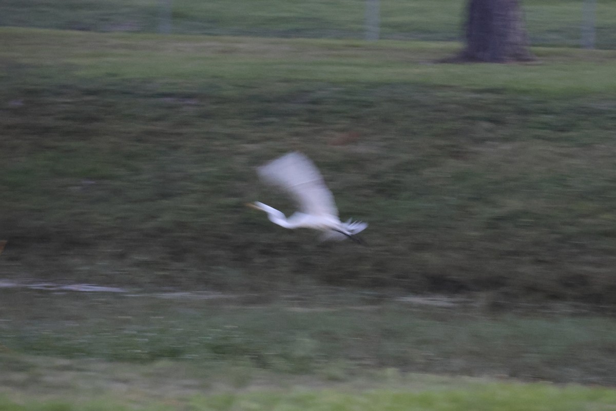 Great Egret (American) - ML636110044