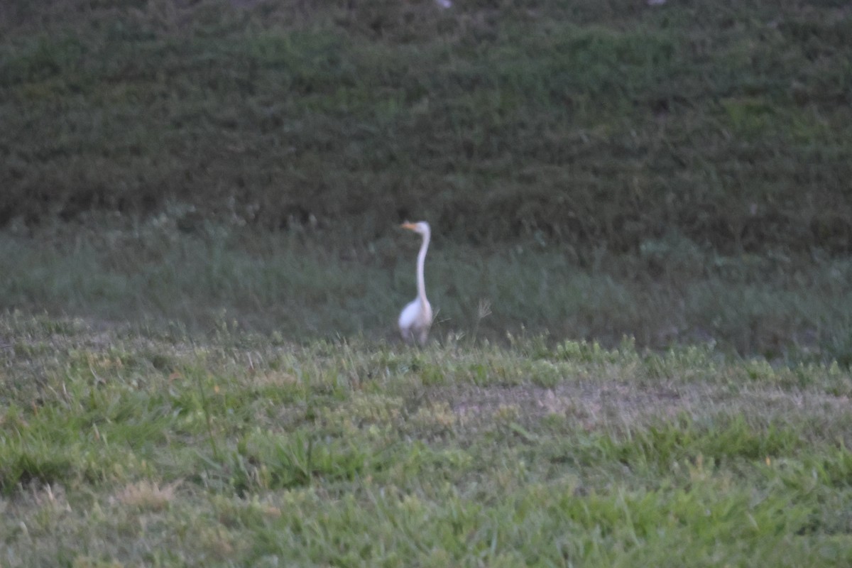 Great Egret (American) - ML636110045