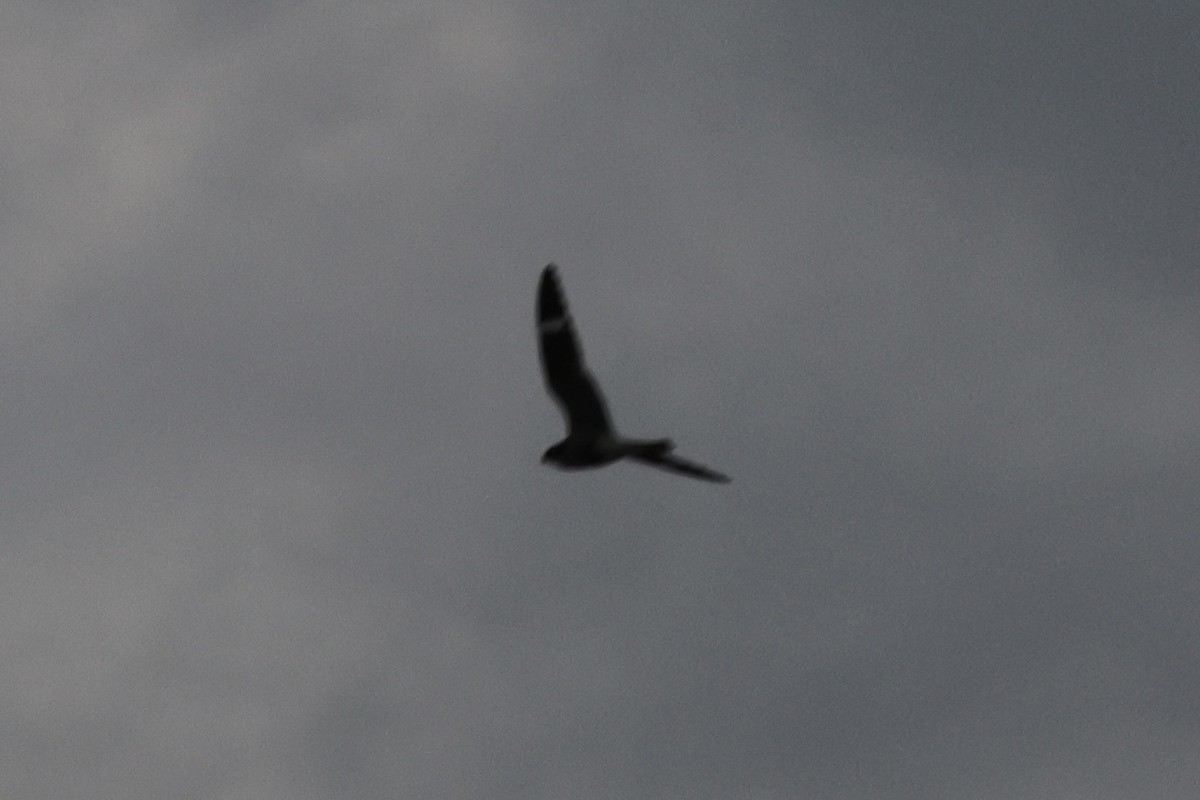 Common Nighthawk - ML636110125