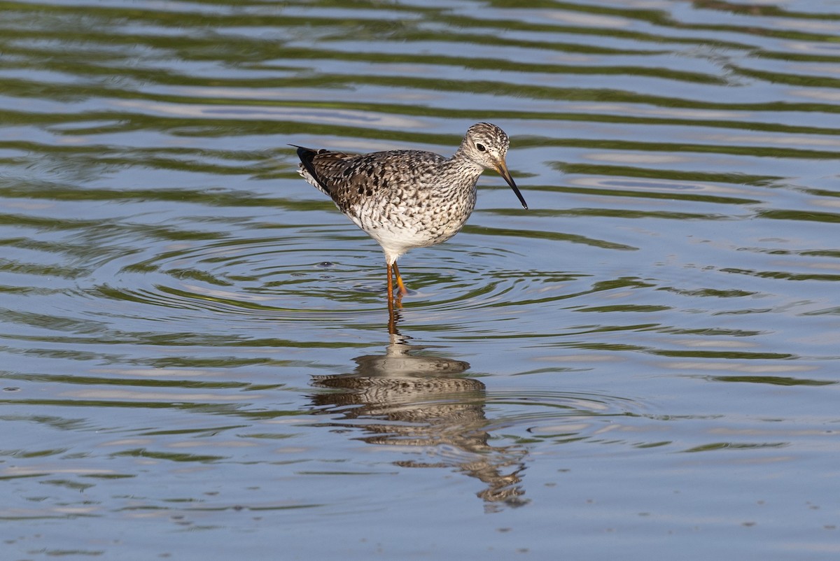 Lesser Yellowlegs - ML636110135