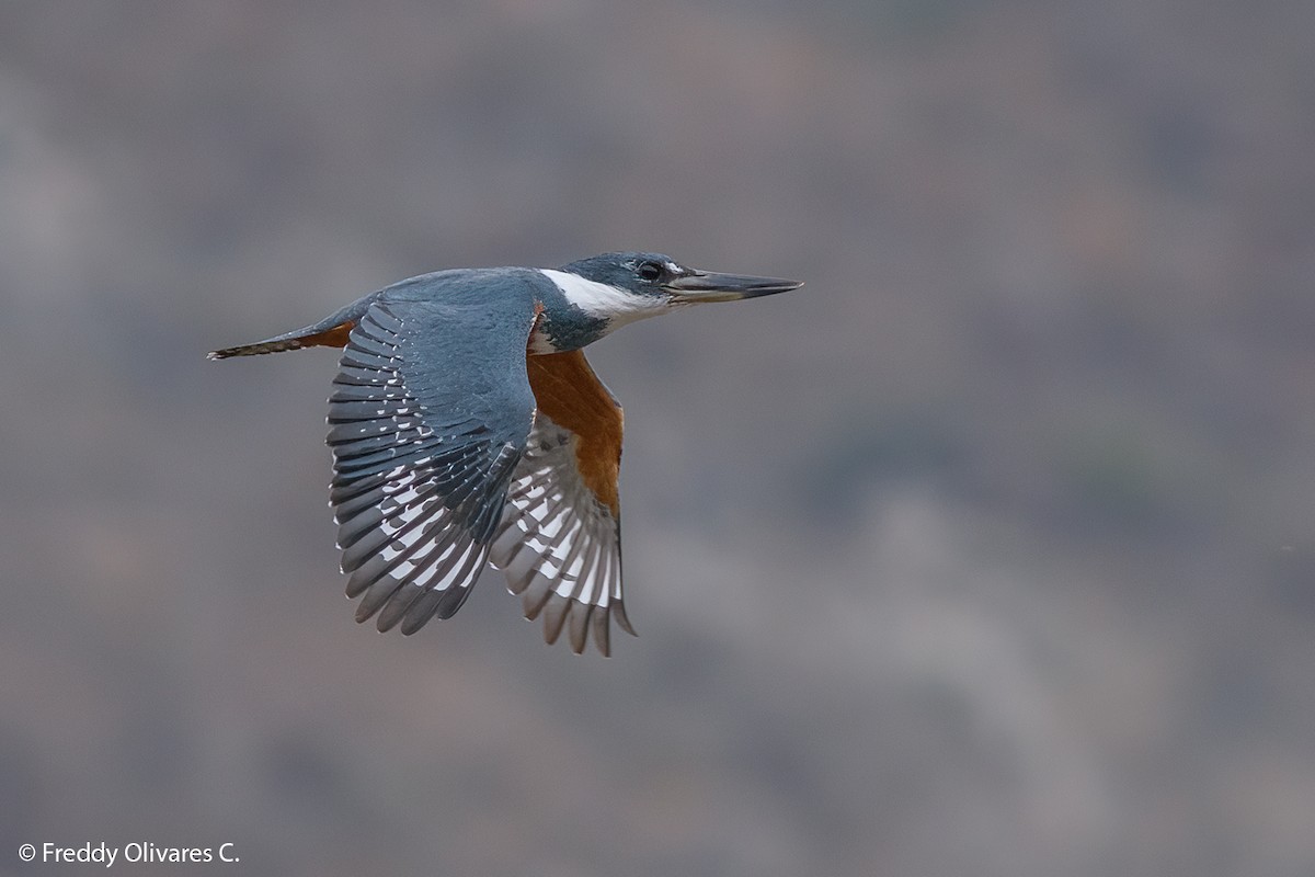 Ringed Kingfisher - ML636110182