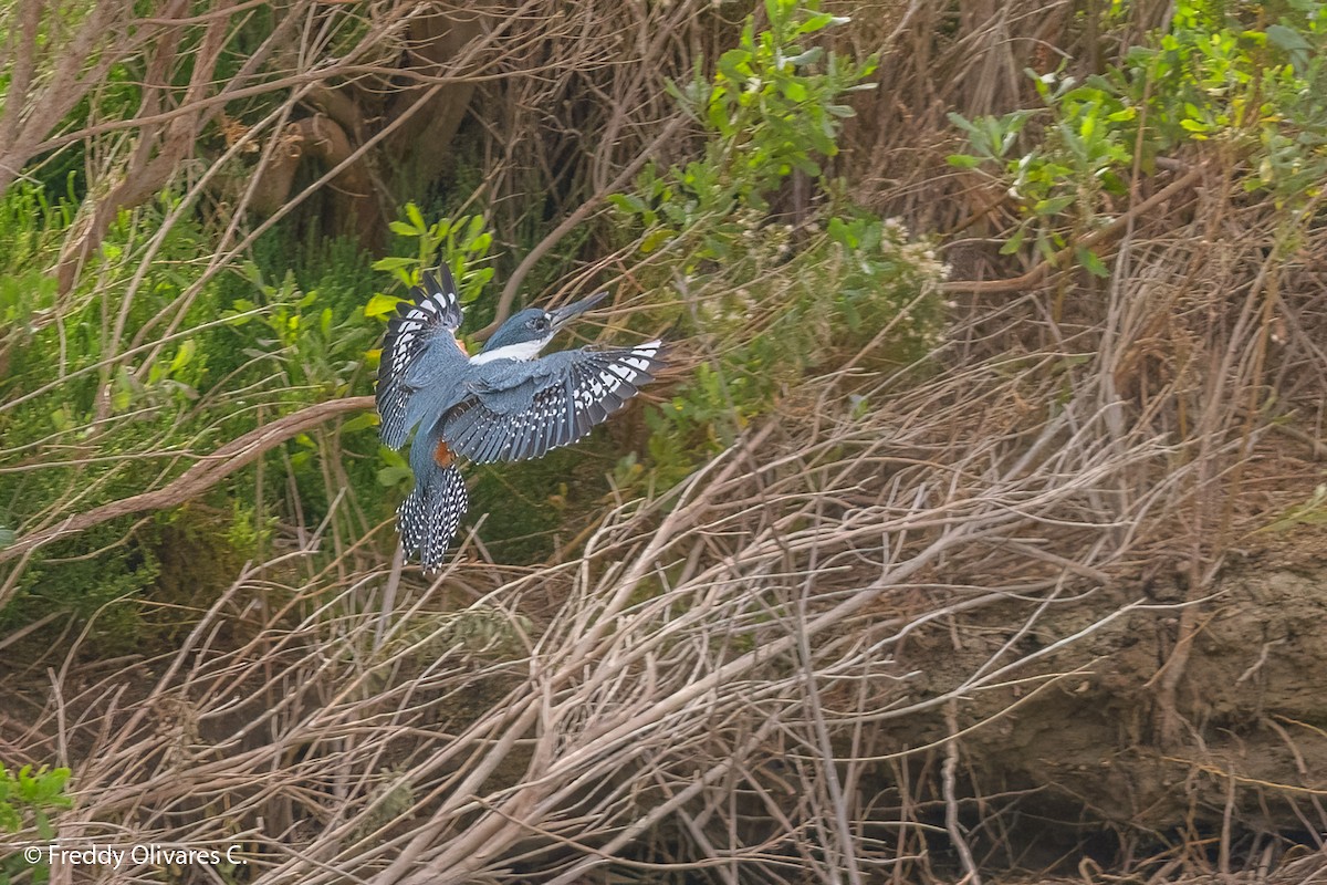 Ringed Kingfisher - ML636110183