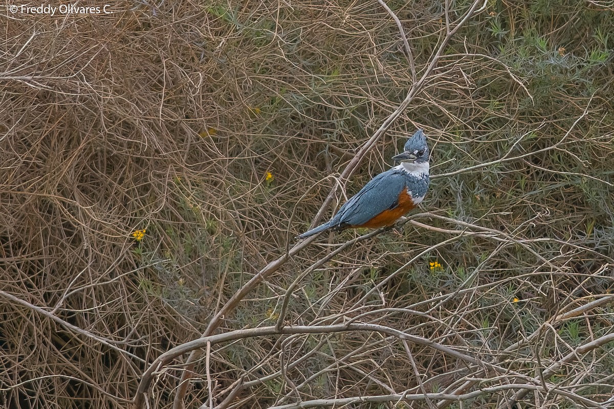 Ringed Kingfisher - ML636110184