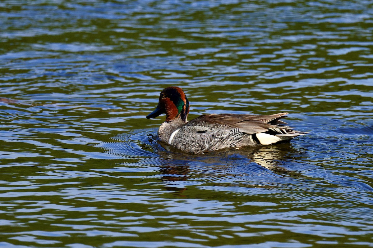 Green-winged Teal - ML636110191