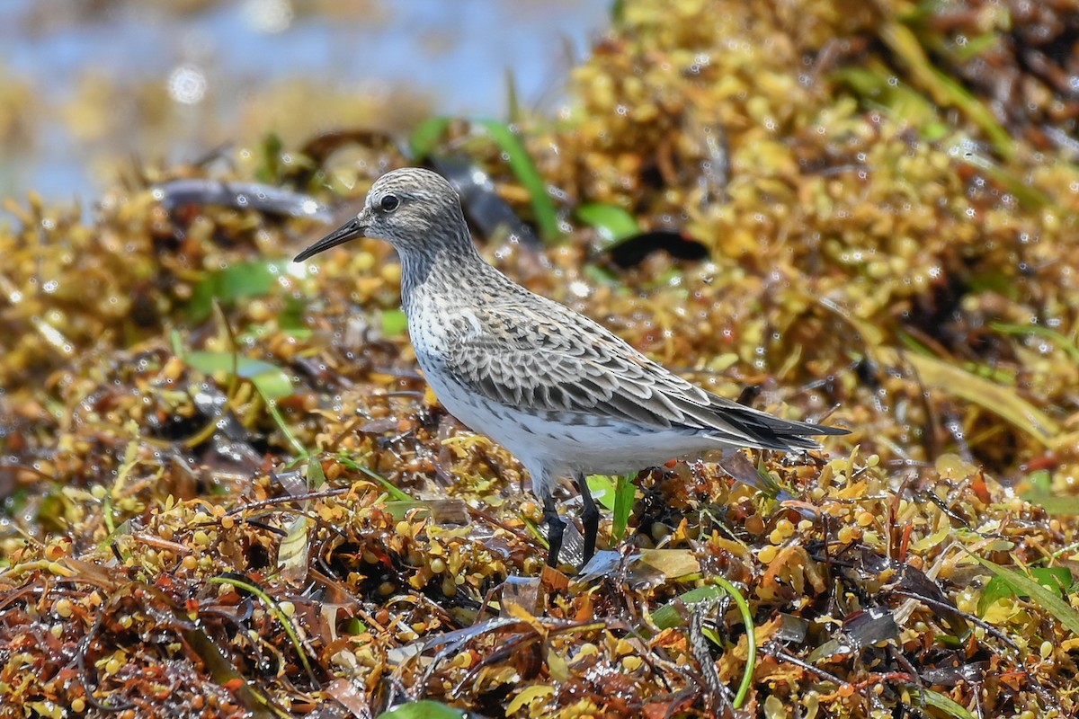 White-rumped Sandpiper - ML636110219