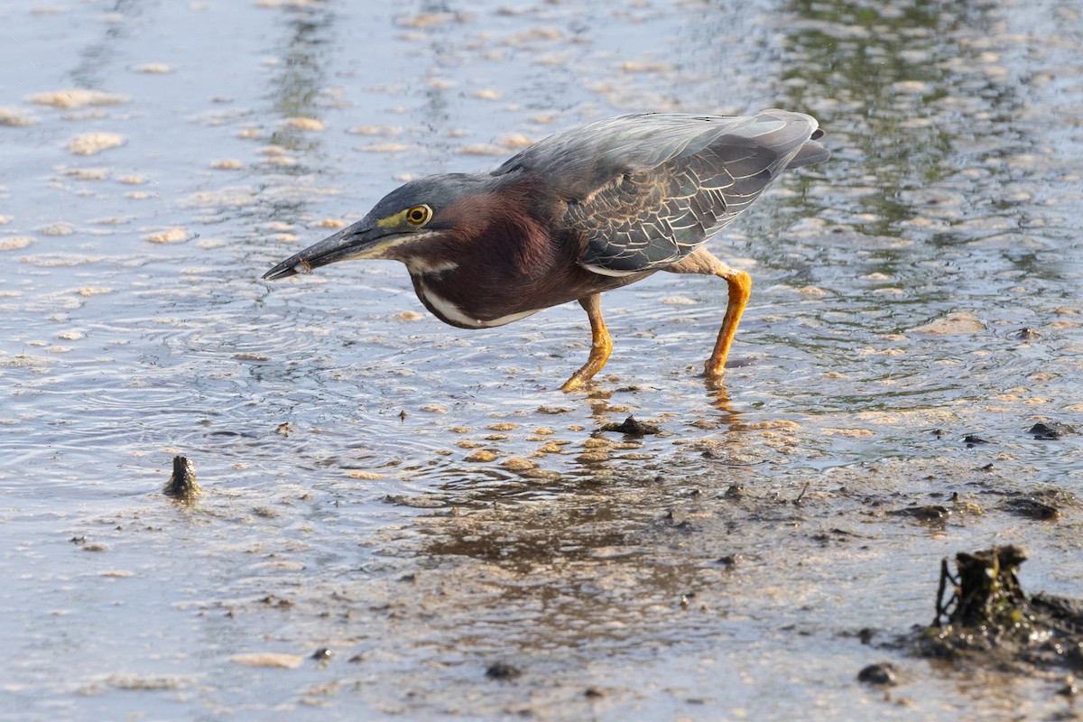 Green Heron - ML636110351