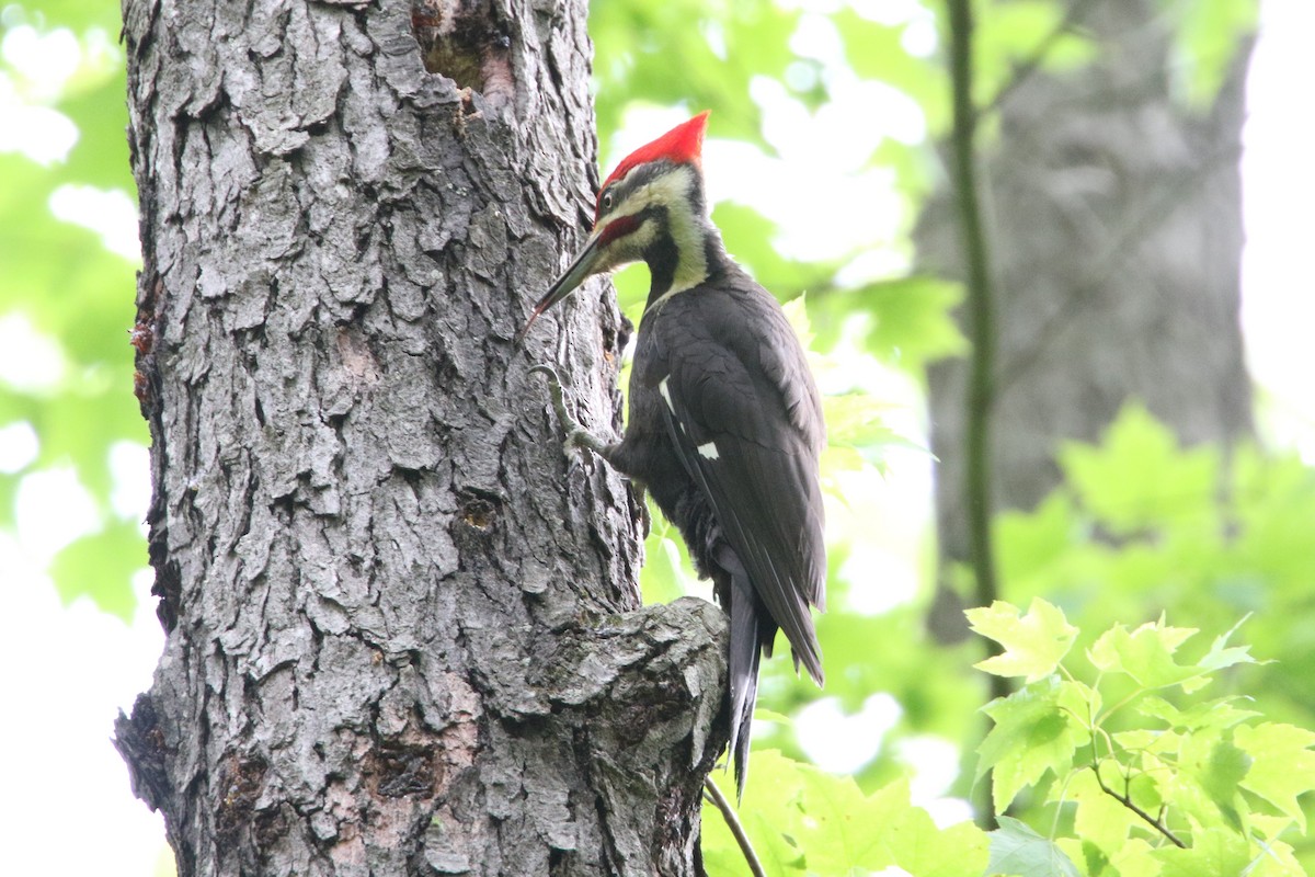 Pileated Woodpecker - ML636110385