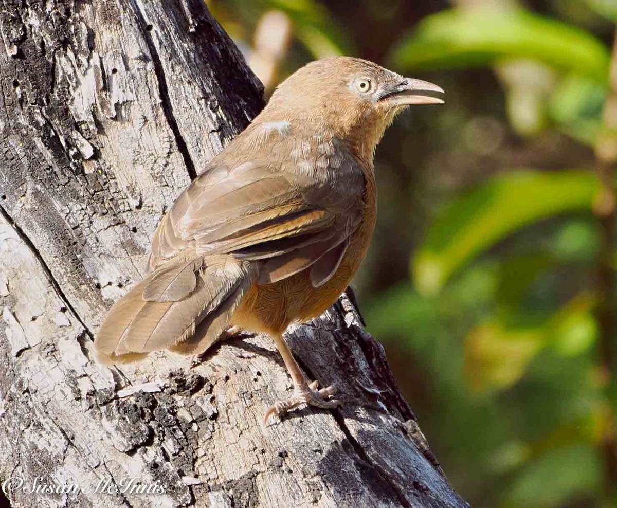 Rufous Chatterer - ML636110522