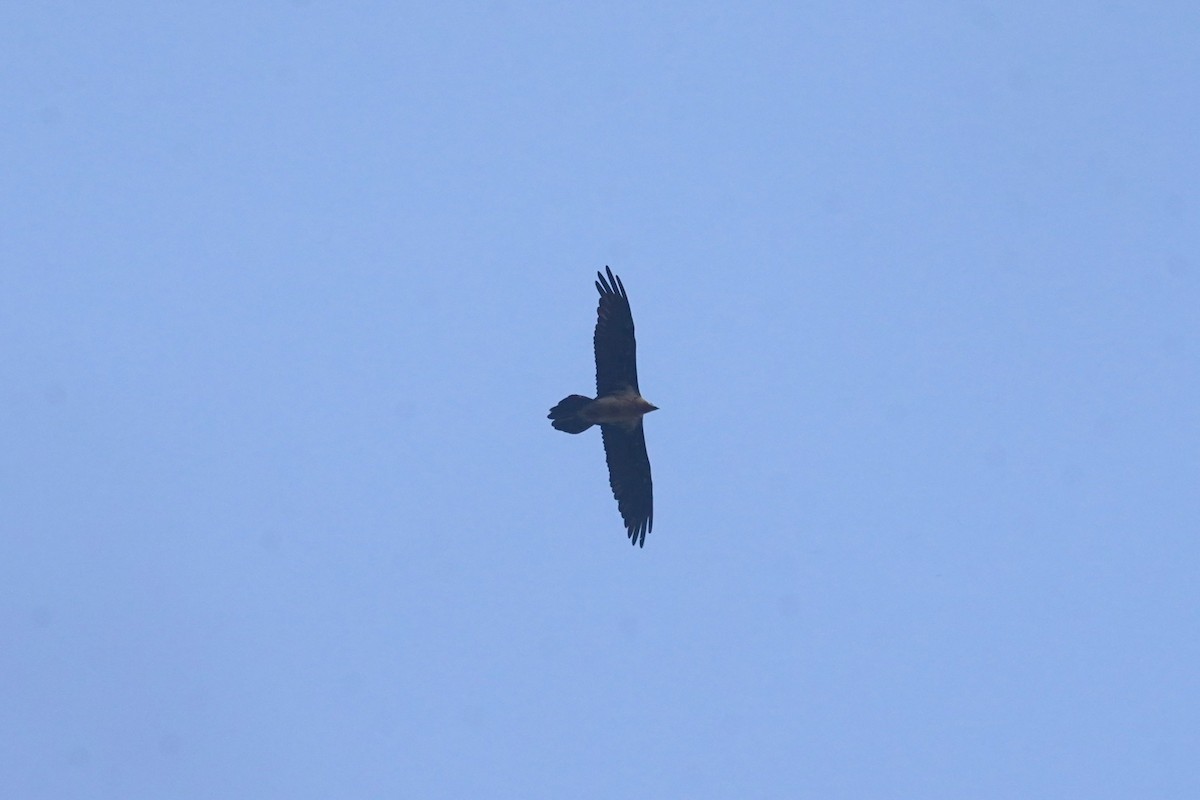 Bearded Vulture - ML636110528