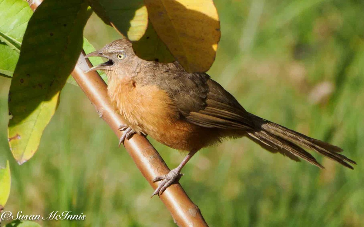 Rufous Chatterer - ML636110529