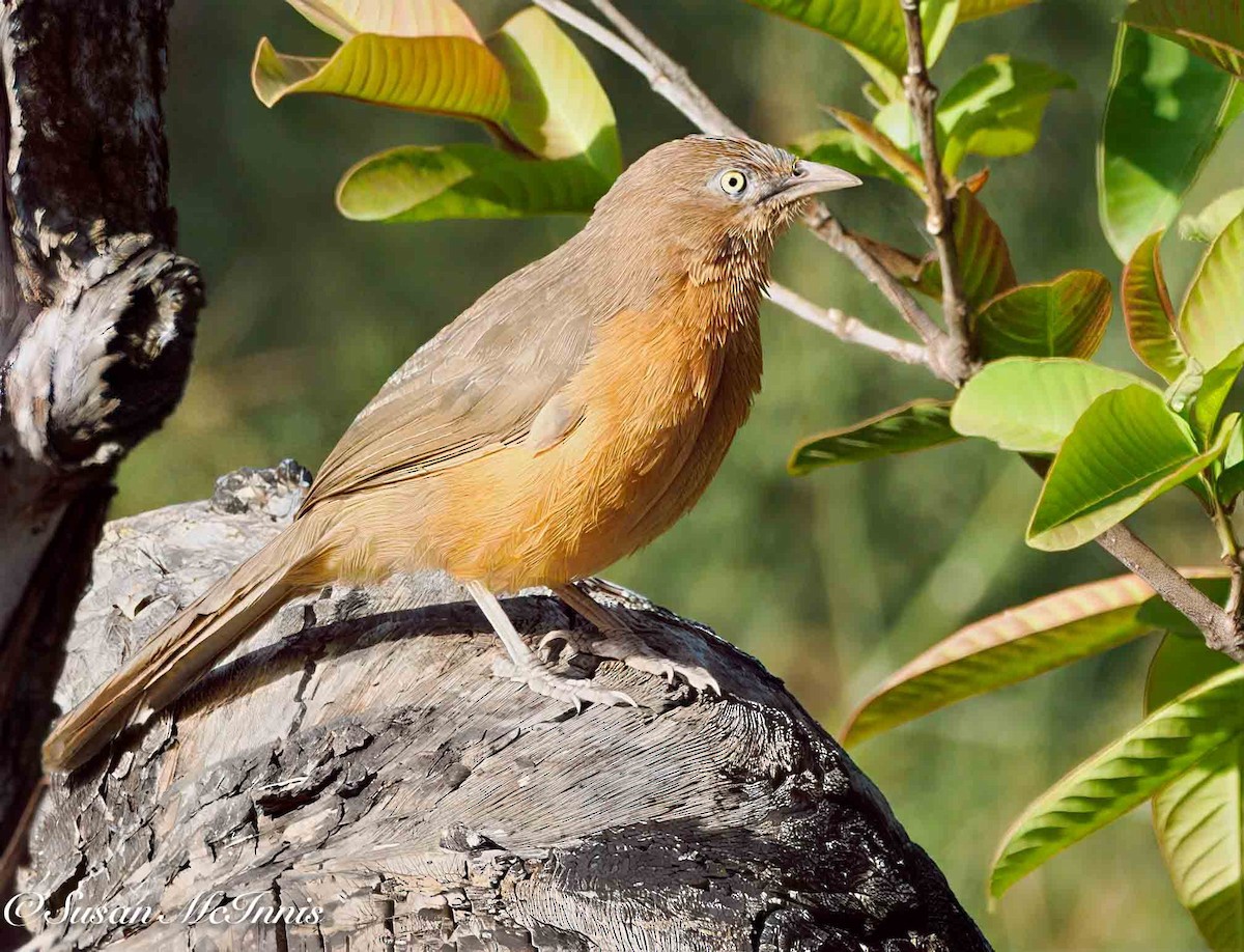 Rufous Chatterer - ML636110539