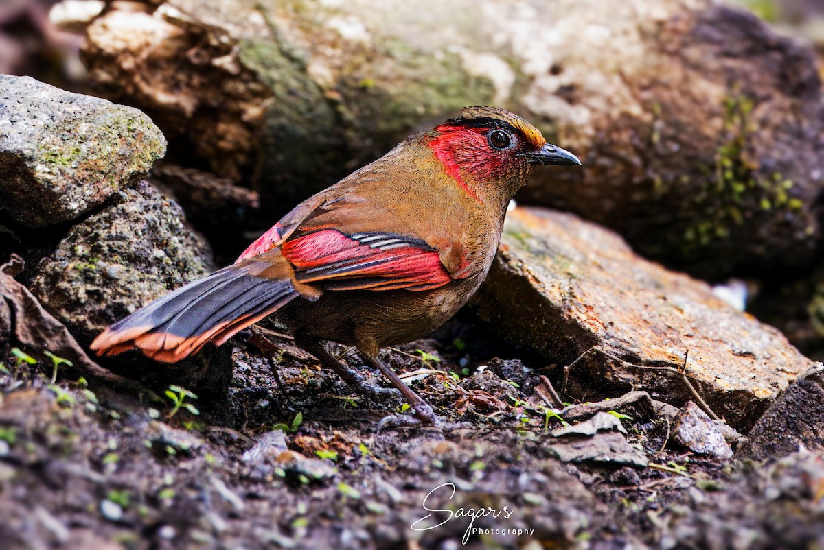 Red-faced Liocichla - ML636110553