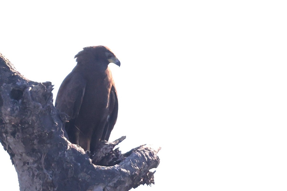 African Harrier-Hawk - ML636110561