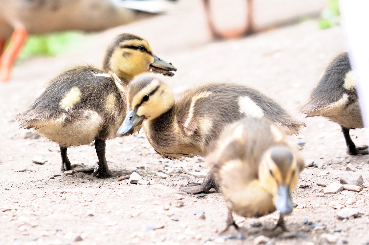 Germano reale - ML636110587