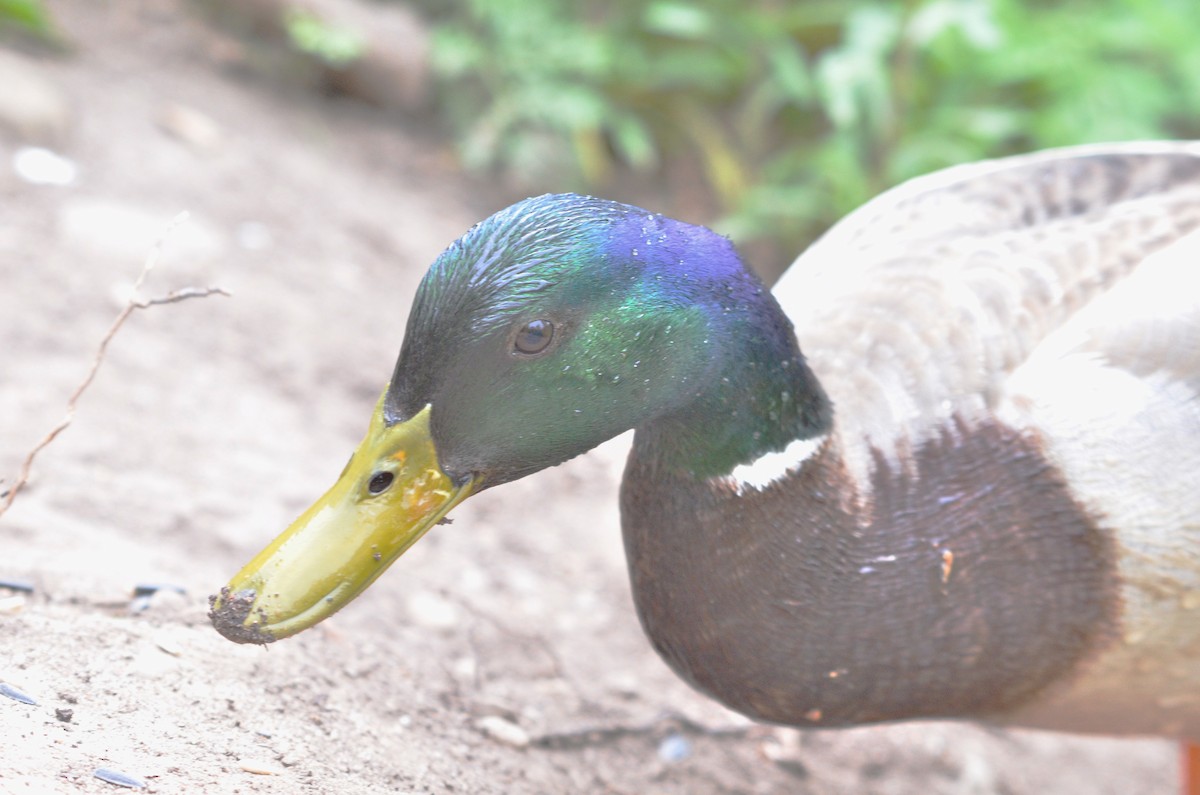 Germano reale - ML636110588