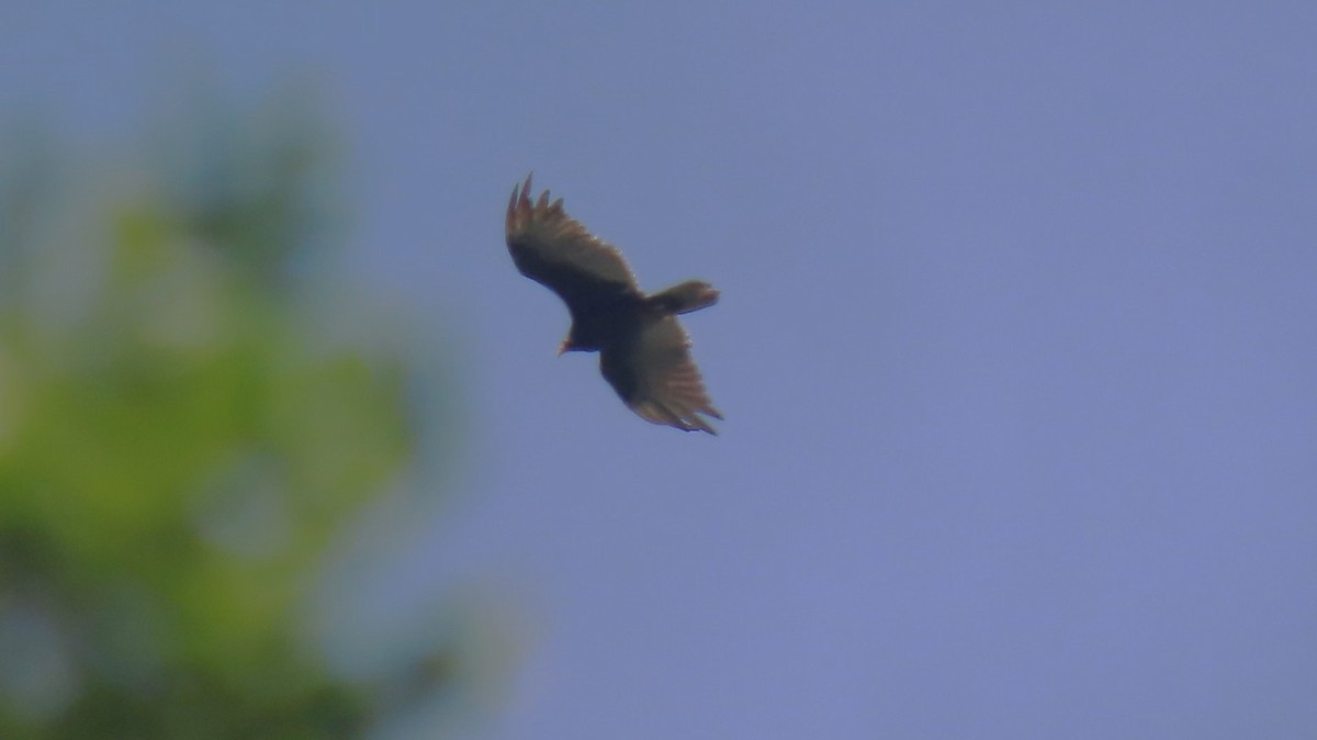 Turkey Vulture - ML636110613