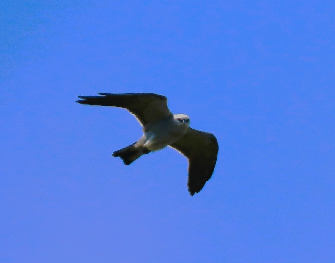 Mississippi Kite - ML636110616