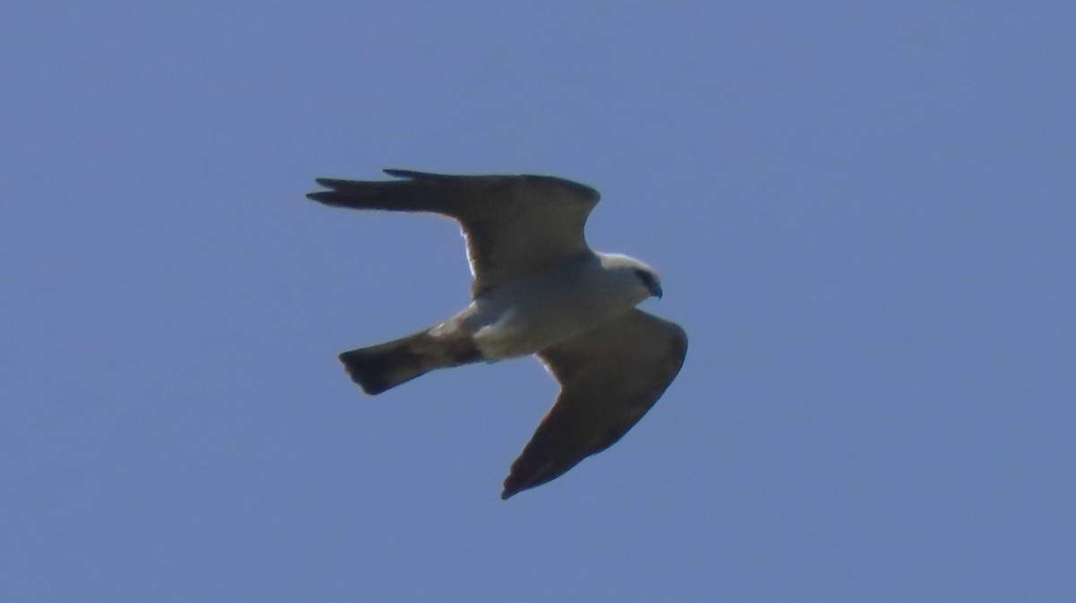 Mississippi Kite - ML636110618