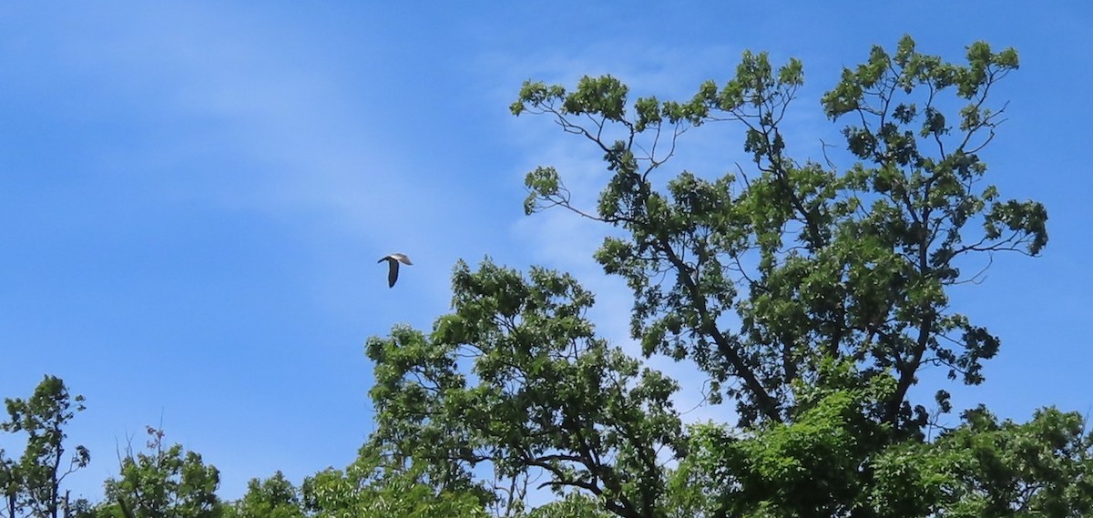 Mississippi Kite - ML636110624