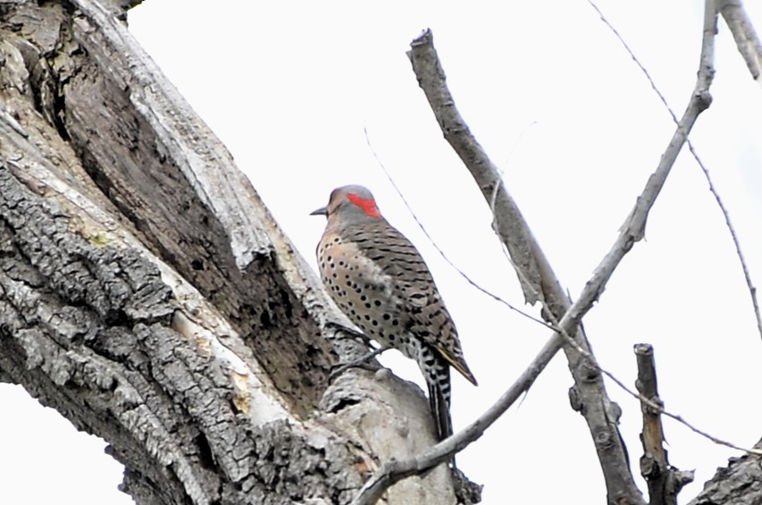 Northern Flicker (Yellow-shafted) - ML636110644