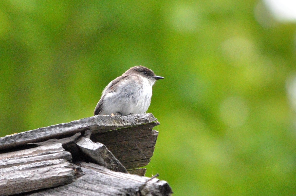 Eastern Phoebe - ML636110659