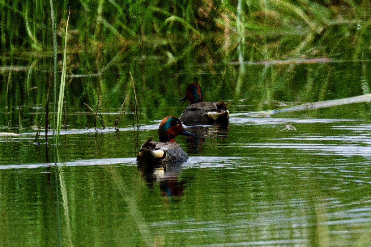 Green-winged Teal - ML636110660