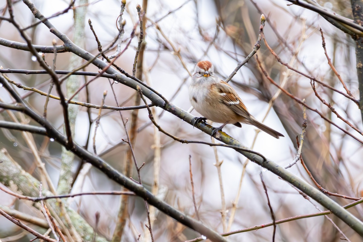 American Tree Sparrow - ML636110665