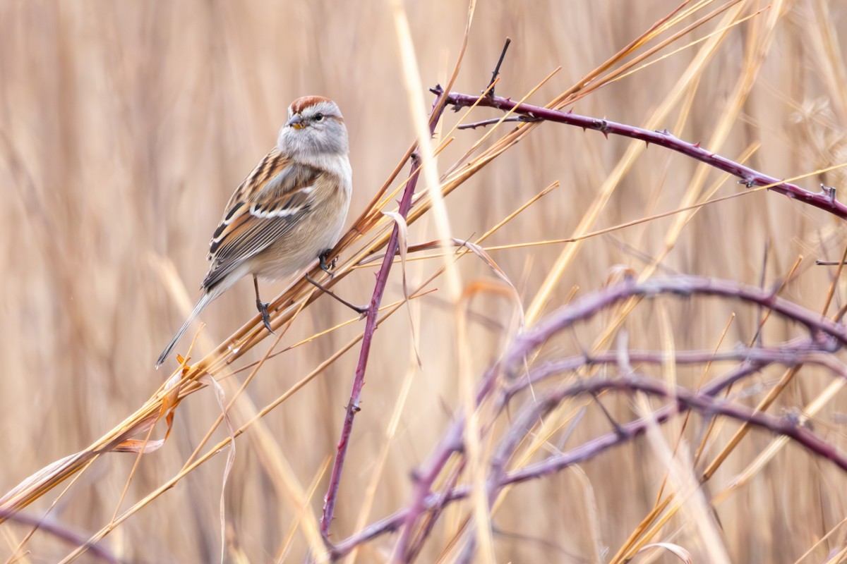 American Tree Sparrow - ML636110666