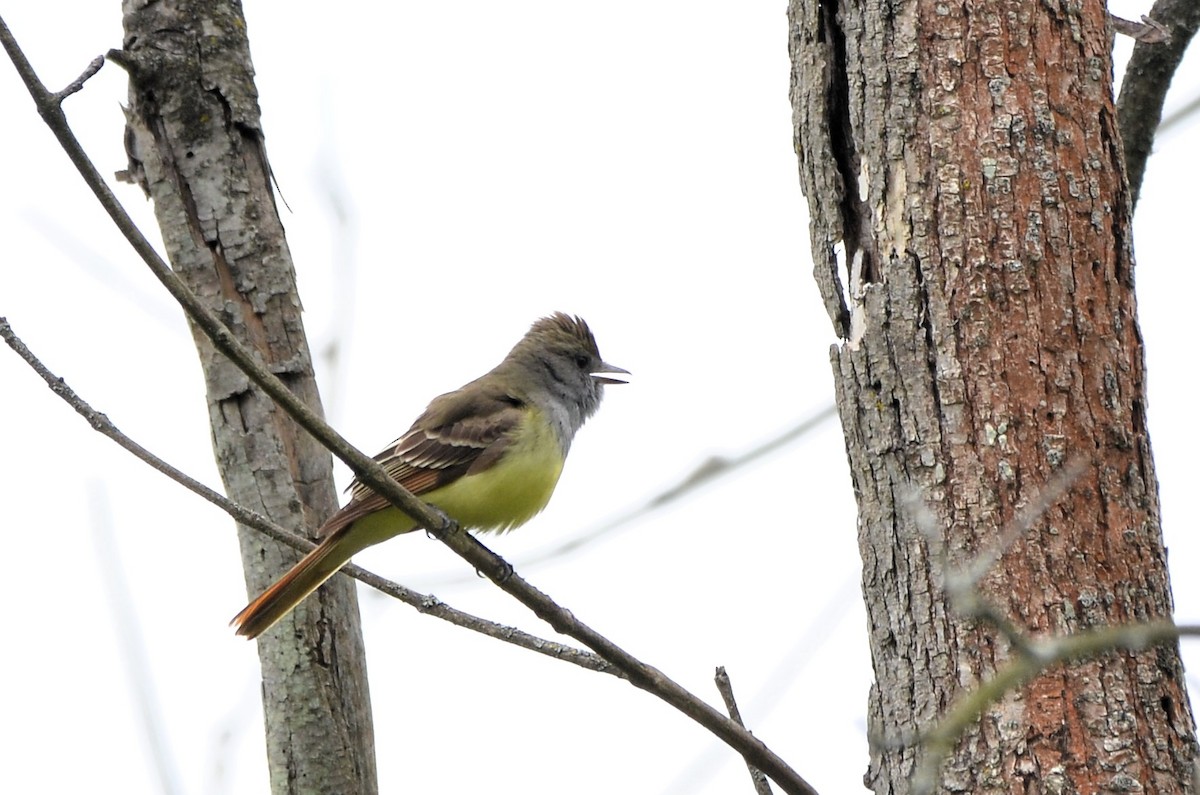Great Crested Flycatcher - ML636110677