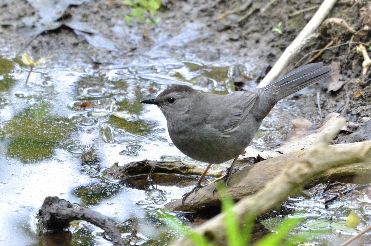 Gray Catbird - ML636110699
