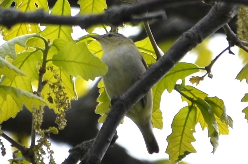 Tennessee Warbler - ML636110753