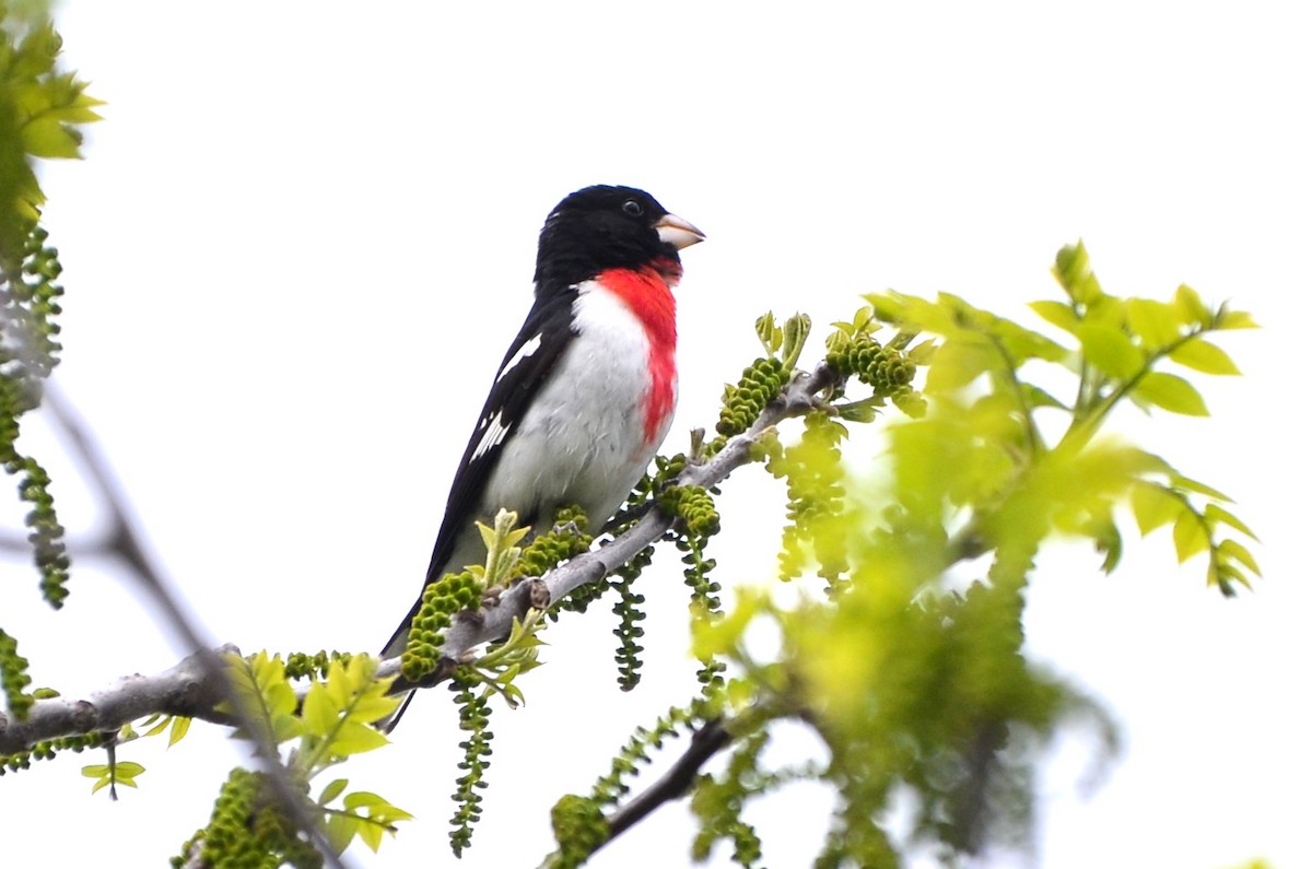 Rose-breasted Grosbeak - ML636110773