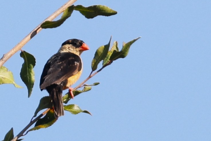 Shaft-tailed Whydah - ML636110790