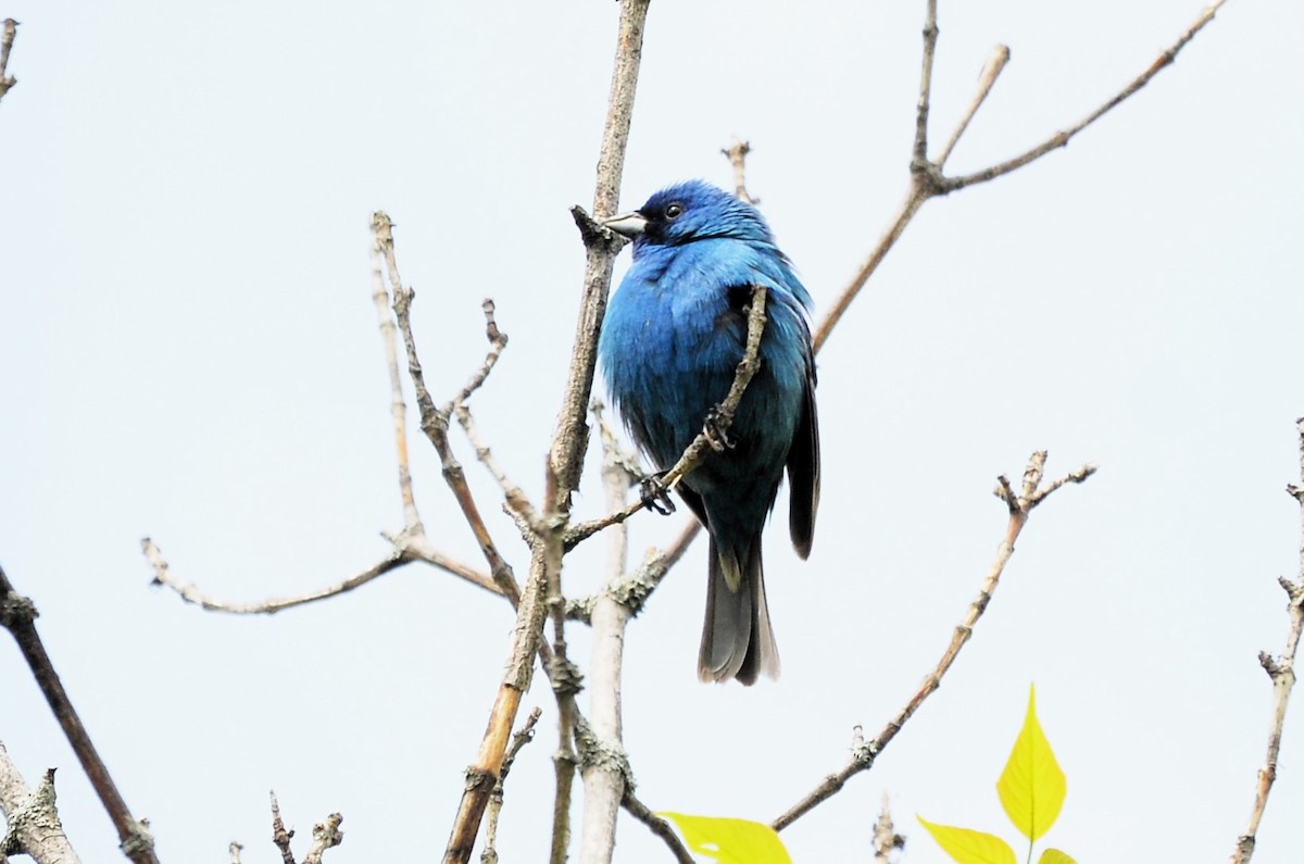Indigo Bunting - ML636110791