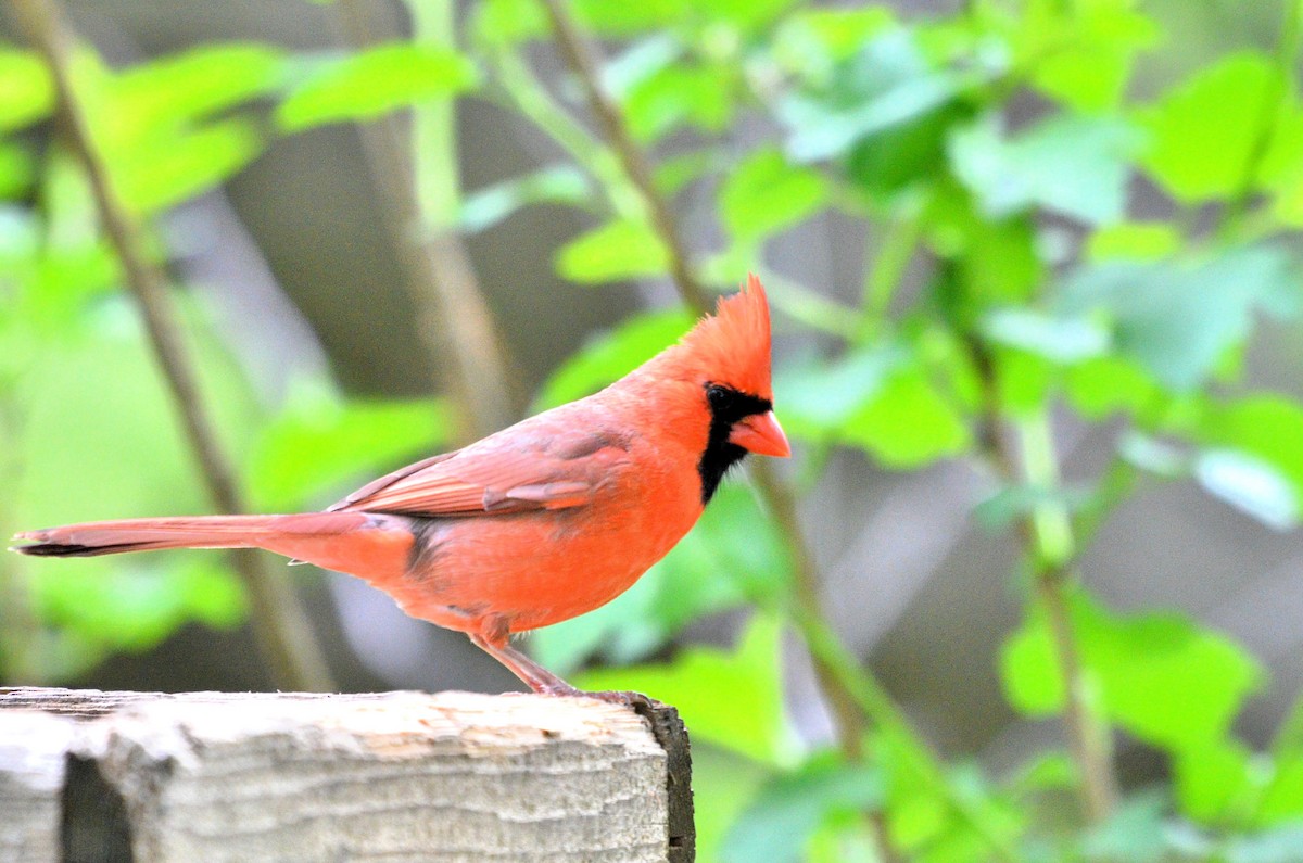 Northern Cardinal - ML636110828