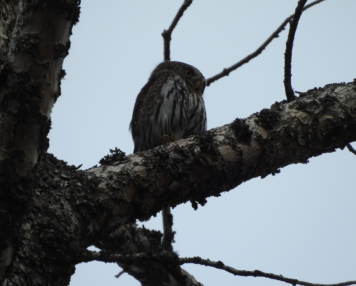 Northern Pygmy-Owl - ML636110831