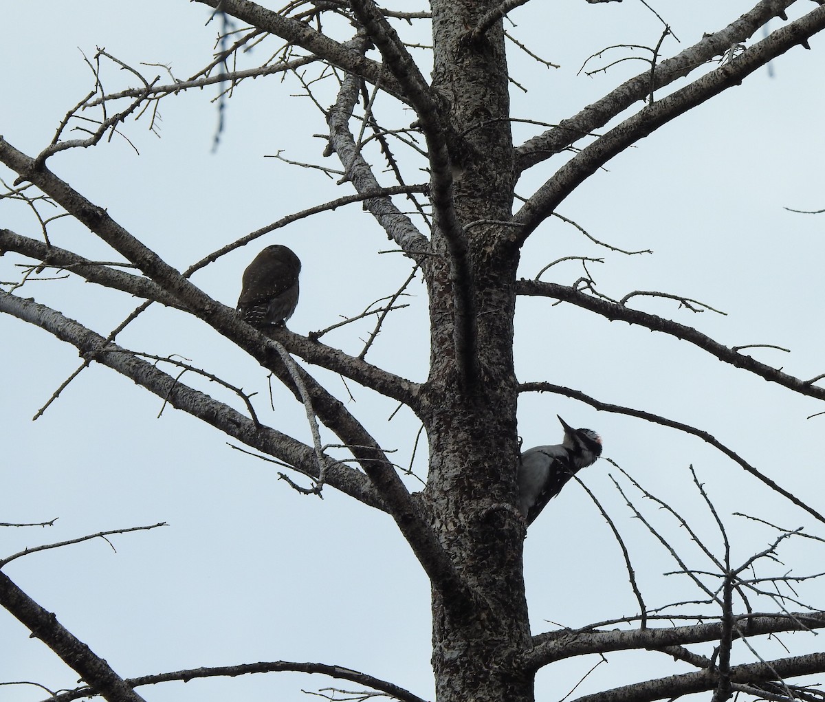 Northern Pygmy-Owl - ML636110832