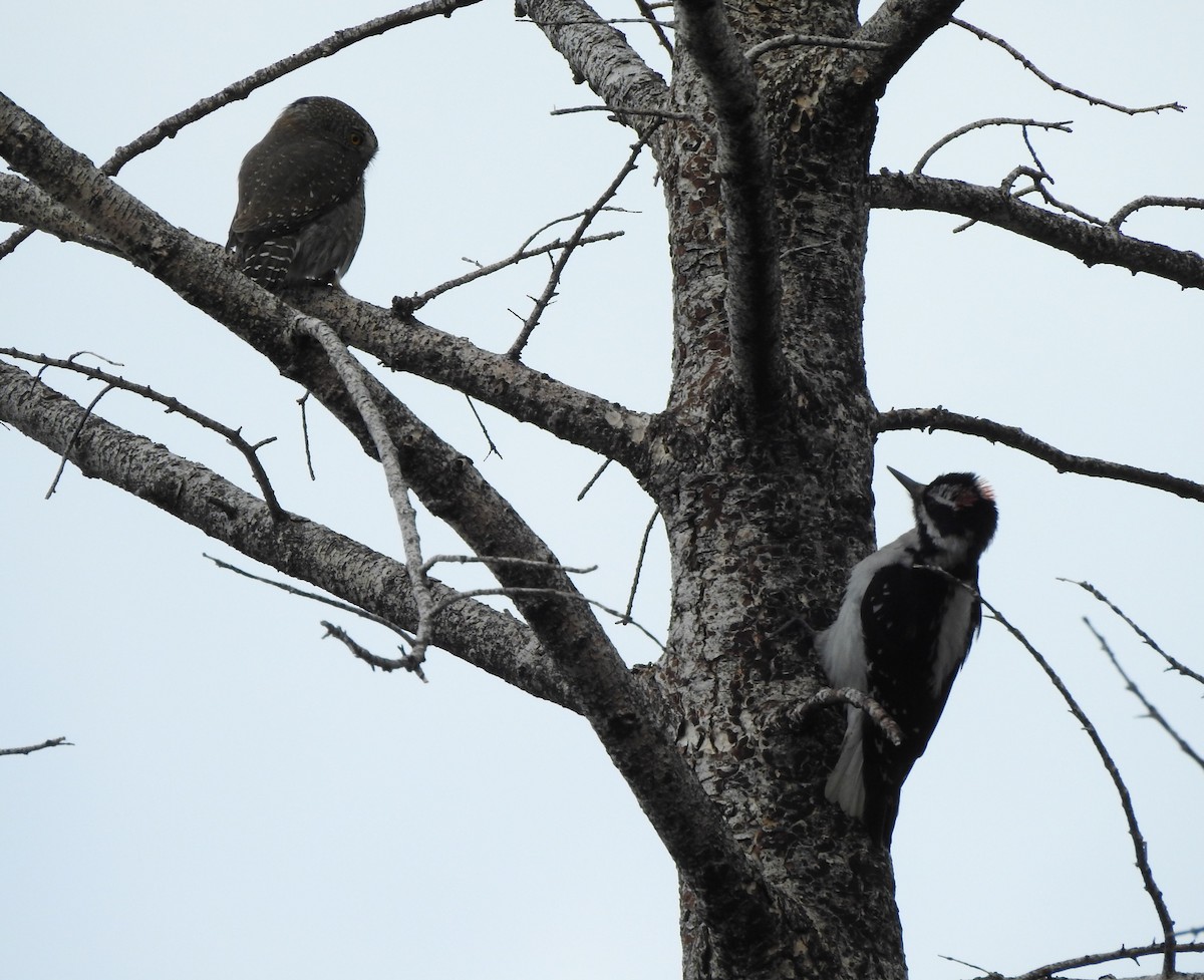 Northern Pygmy-Owl - ML636110833