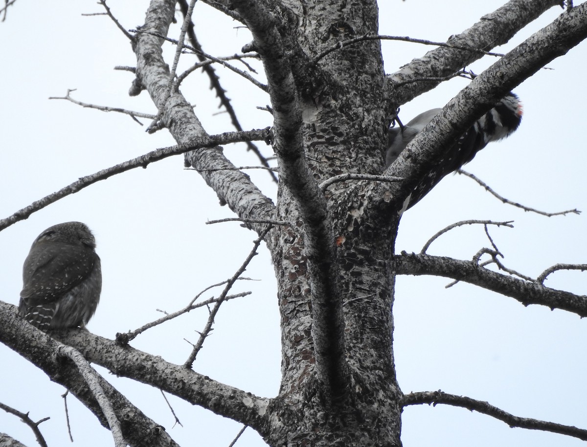 Northern Pygmy-Owl - ML636110834