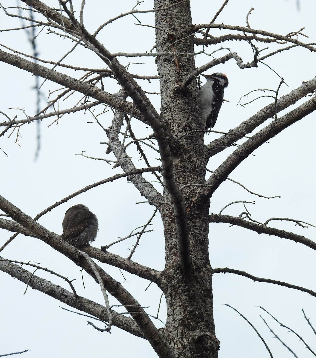Northern Pygmy-Owl - ML636110835