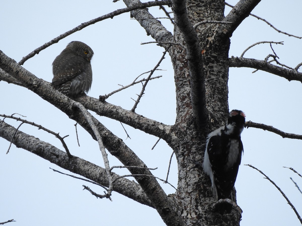 Northern Pygmy-Owl - ML636110836