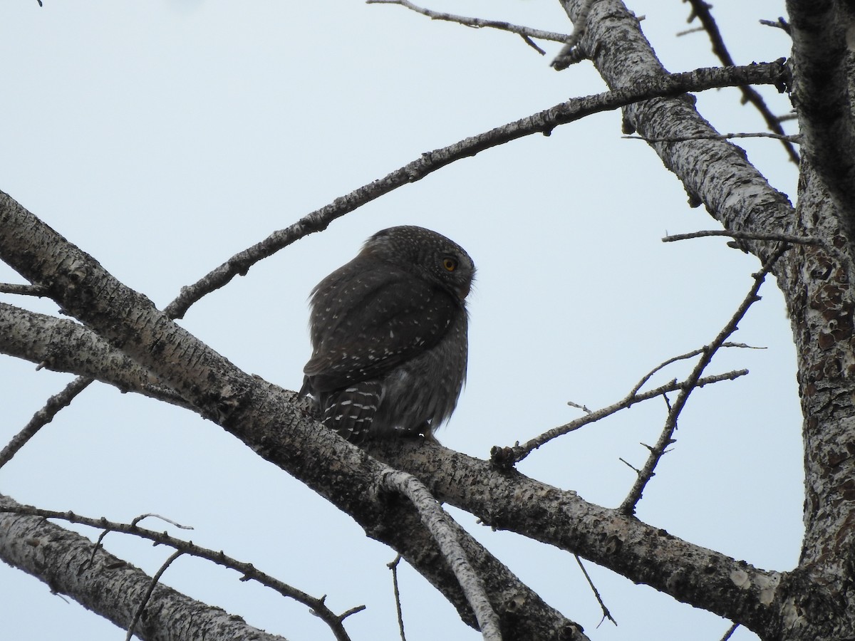 Northern Pygmy-Owl - ML636110837