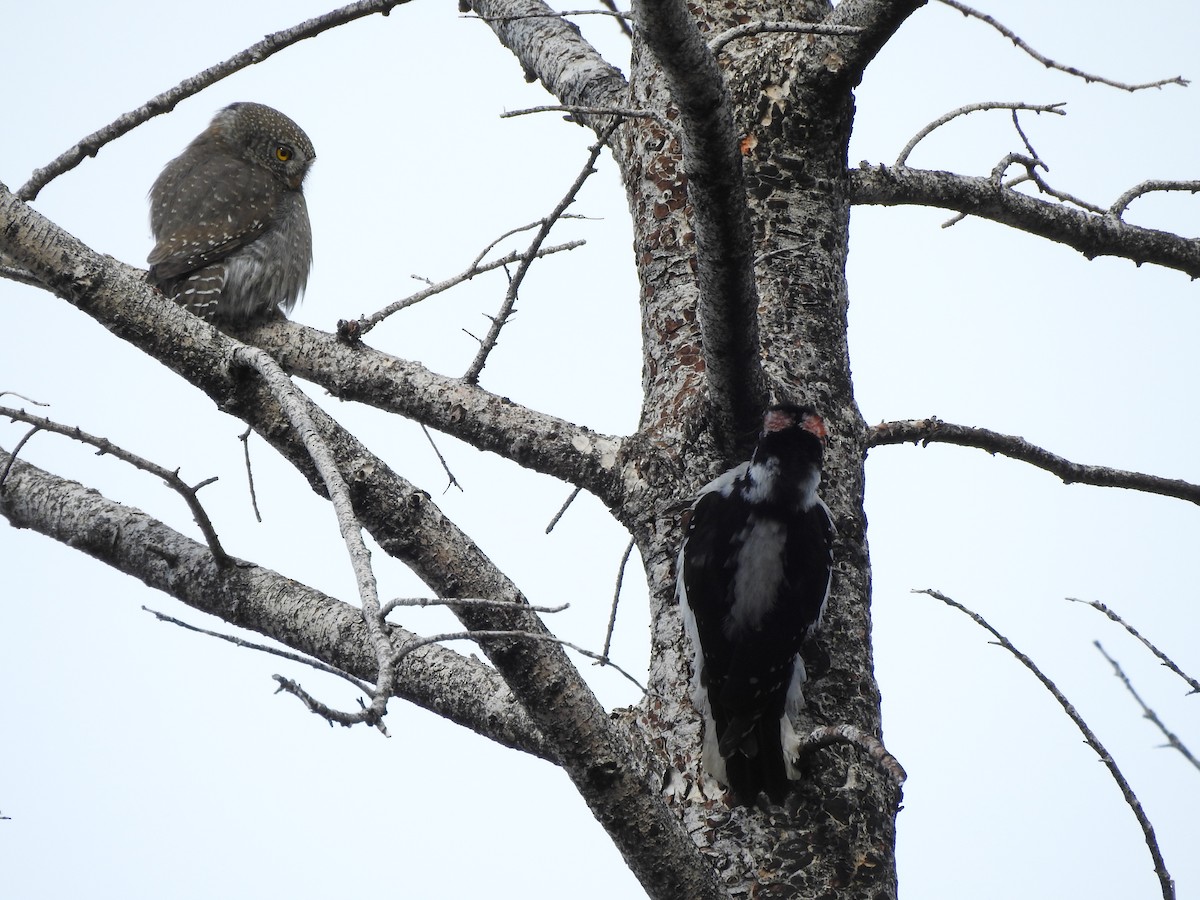 Northern Pygmy-Owl - ML636110838
