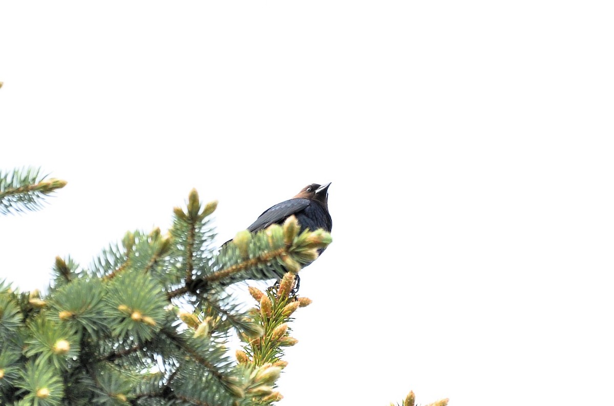 Brown-headed Cowbird - ML636110844